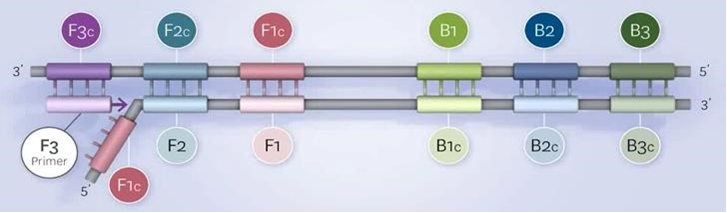 quá trình nhân bản DNA theo công nghệ LAMP